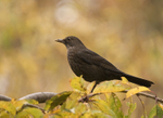 Blackbird