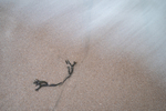 Forlorn 12