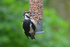 Great Spotted Woodpecker juvenile