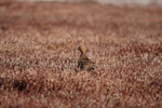Red Grouse