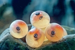 Salmon Eggs - N. Calif., USA