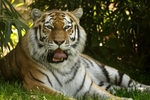 Amur Tiger - Taiga