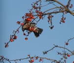 05 Mistle thrush eating a crabapple