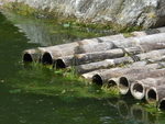 Bamboo, Kyoto Garden, Holland Park