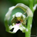 Himantoglossum hircinum - Lizard Orchid
