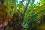 Kelp fasts