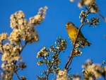 Greenfinch