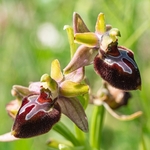 Ophrys x corturii  `hybrid Ophrys between O. holoserica subsp apulica x O. passionis subsp. garganica.