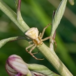 Adriatic izard orchid (Himantoglossum adriaticum) with crab spider (Thomisus onustus)