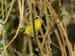 Chestnut-capped Warbler, Boquete, Panama