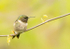 MALE-RUBY-THROATED-HUMMINGBIRD