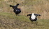 Black Grouse