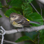 Yellow-rumped Warbler portfolio