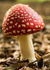 Fly Agaric 021822