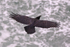 Raven gliding along the cliffs over breaking waves at Durlston