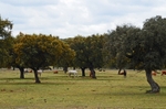 Extremadura dehesa, Spain