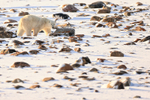 Polar Bear in boulder field, Churchill, Canada