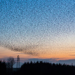 Starlings