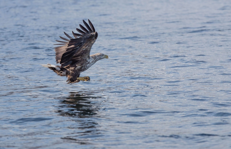 White Tailed Eagle - Isle of Mull - Scotland