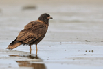 Striated Caracara in shallow water, Sea Lion Island, Falklands
