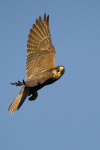 Lanner Falcon