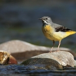 Grey Wagtail