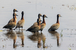 White-faced Whistling Duck
