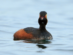 Black-necked Grebe (summer plumage) with open bill at Farmoor