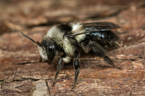 [i]Andrena cineraria]/i] female. Staffordshire garden, May 2016.