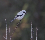 Great Grey Shrike