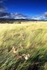 Creag na h-Iolaire beyond the thistles