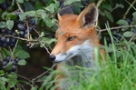 Red Fox