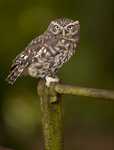 LITTLE OWL / REF LO 3