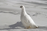 Grouse 2559