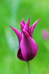 Exotic Tulip
