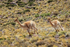 Vicunas running, near Salar de Talar, Atacama Desert, Chile