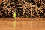 Monk Parakeet drinking from river, Mato Grosso, Brazil