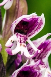Monkey Orchid Close up
