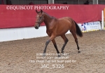 JAC_5326