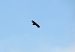 Black Vulture