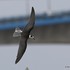 Black Tern (Chlidonias niger) juv