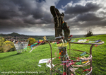 Glastonbury Thorn 2