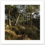 Shades of Autumn ♦ DEVILLA