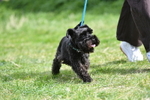 Class 7 Best Terrier portfolio