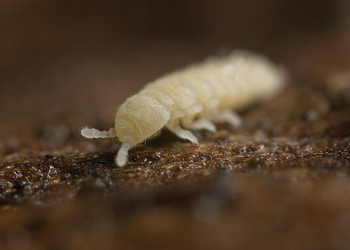 Kalaphorura burmeisteri
