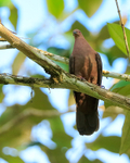 Short-billed Pigeon portfolio