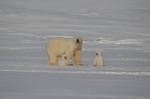Polarbear 0487
