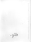 Bird with line to right
