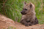 Alert hyena cub at den