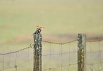 Hoopoe